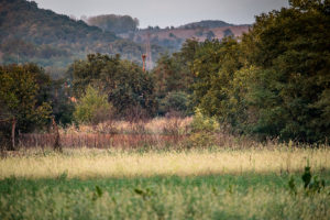 RGP_Parscov_peisaj-3