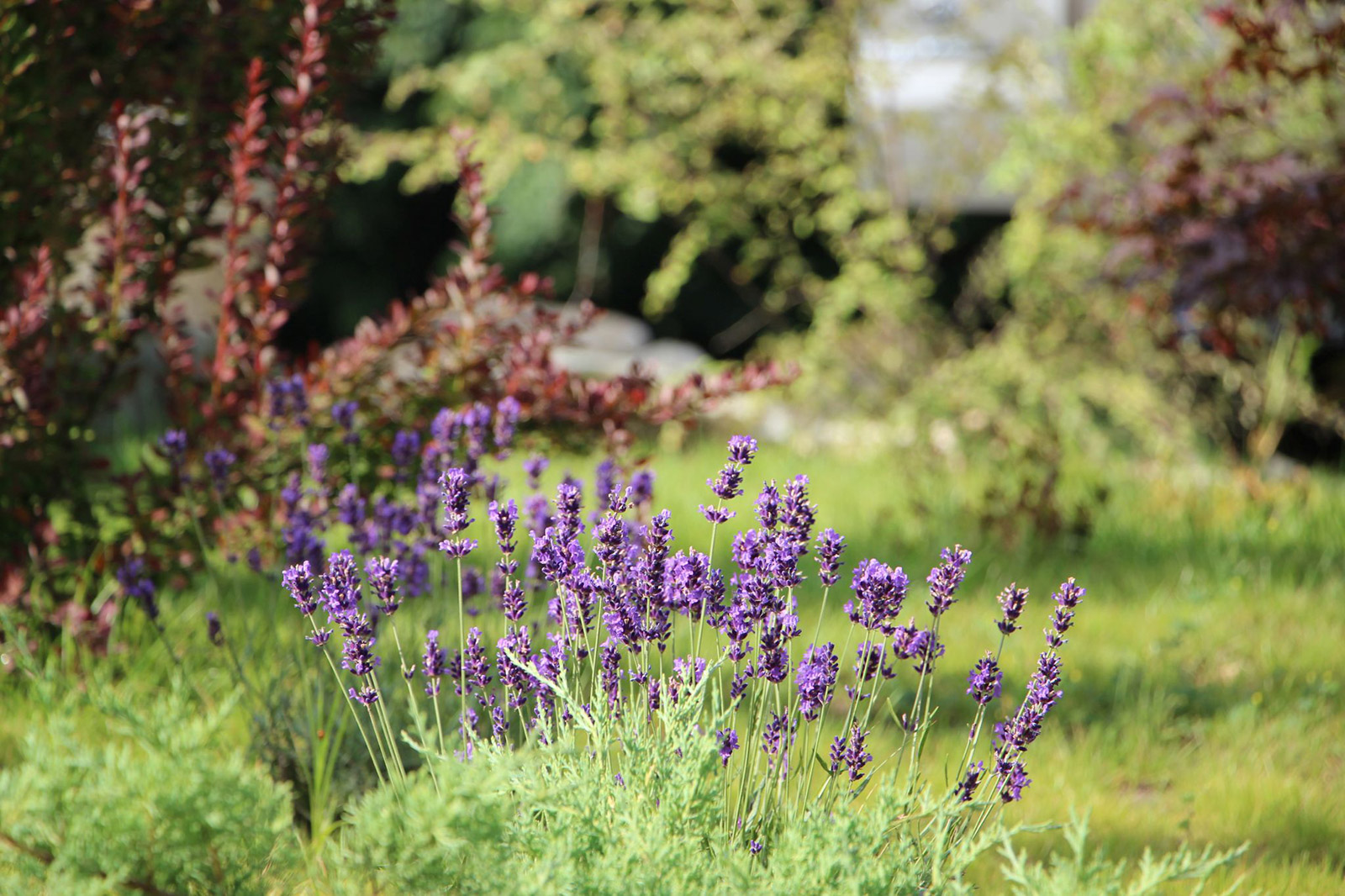 Cetatuia Imprejurimi 3