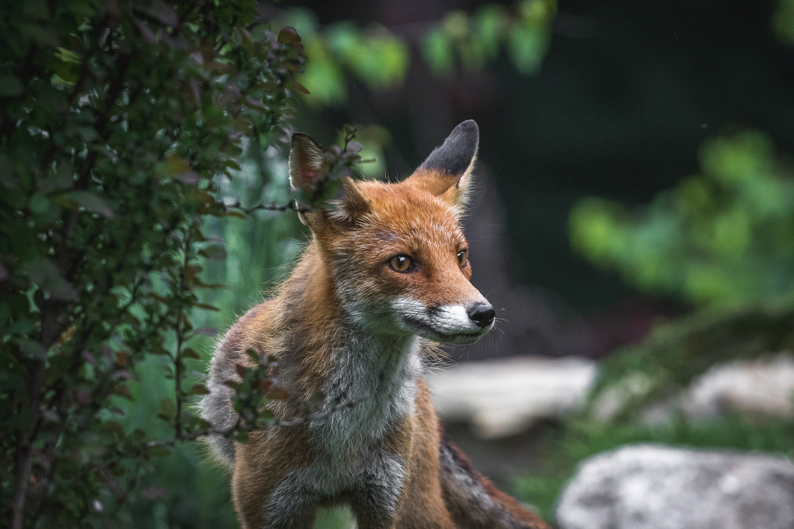 Cetatuia Imprejurimi 4