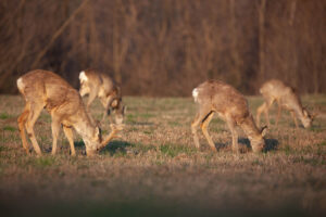 MI_Runcu_caprioare (29)