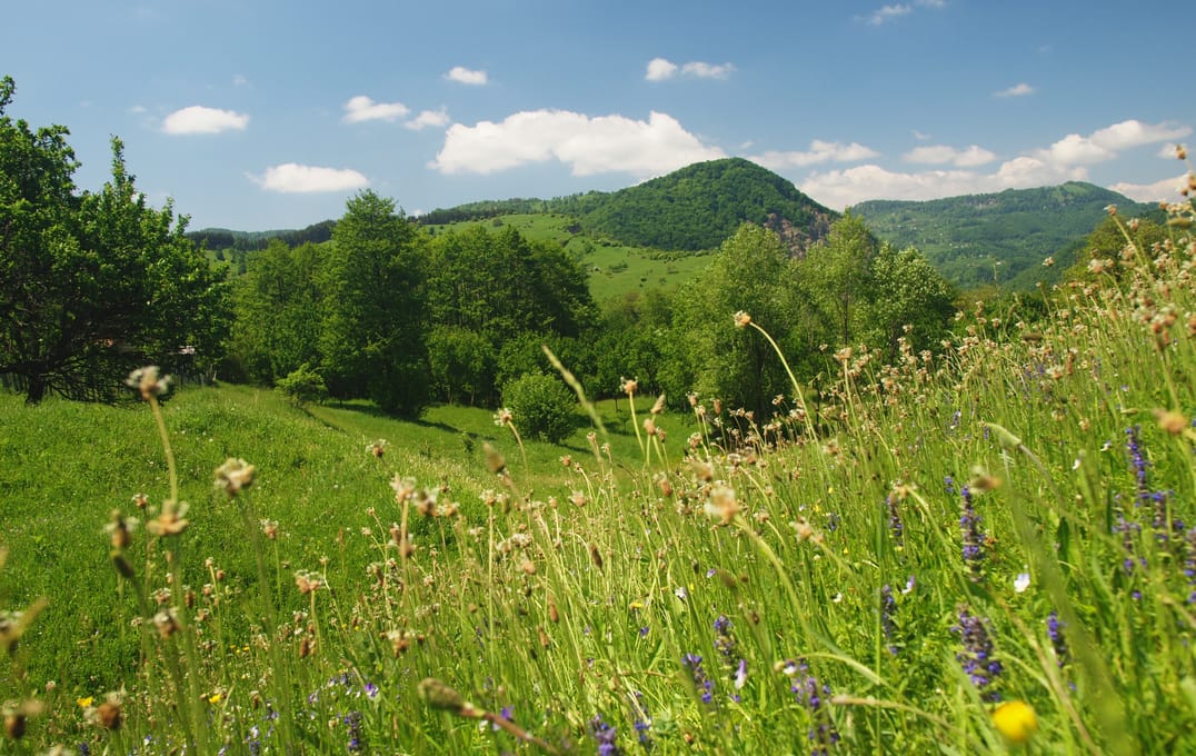 Pajiște înflorită și dealuri împădurite la Terca, Ținutul Buzăului